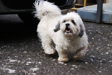 Sam